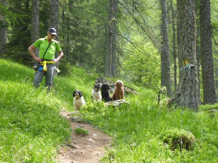 coumarial_four_dogs_forest