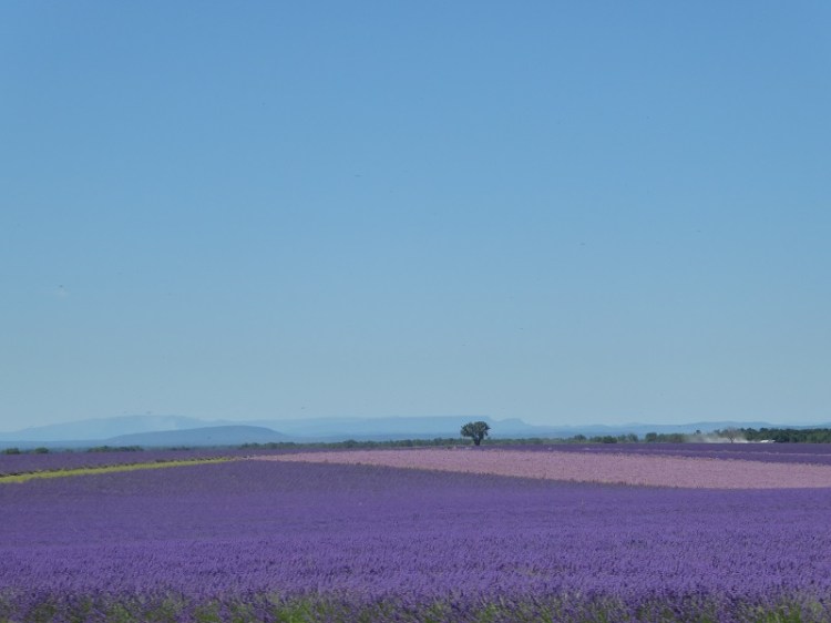 lavender_fields_mountains-Provence