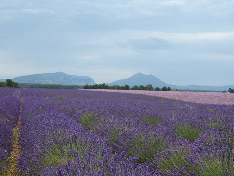lavender_provence_mountains