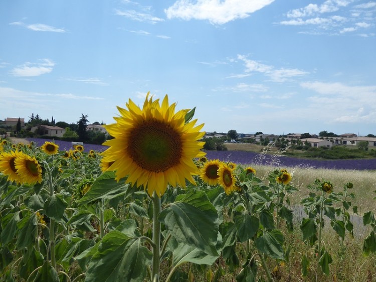 sunflower_Provence