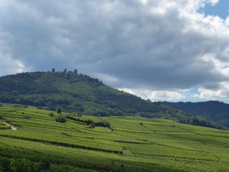 Alsace_vines
