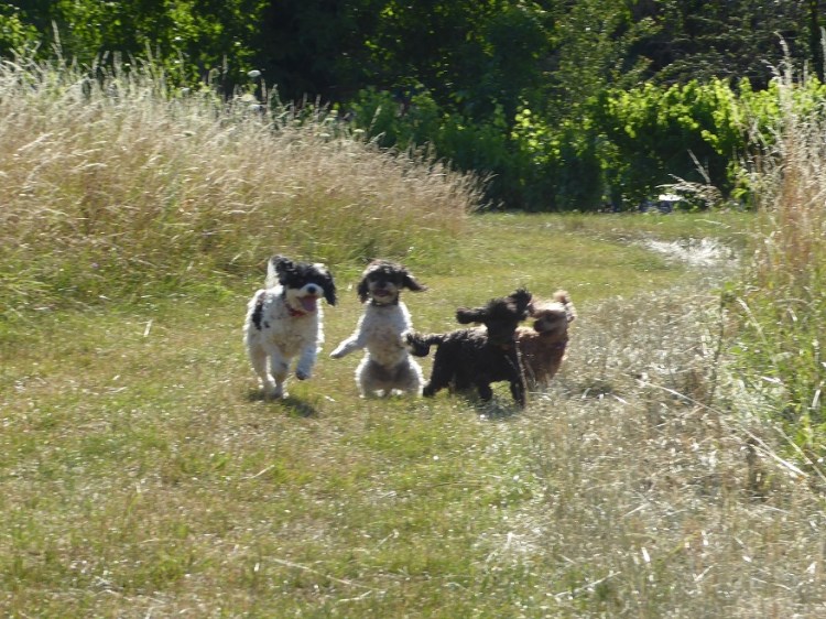 Pups_Play_vineyard_Eguisheim