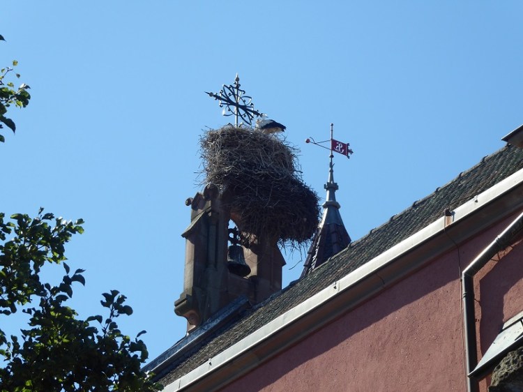 Stork_Chimney_Alsace