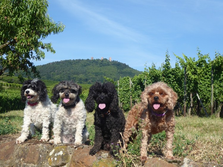 trois_Chateaux_Eguisheim_Alsace