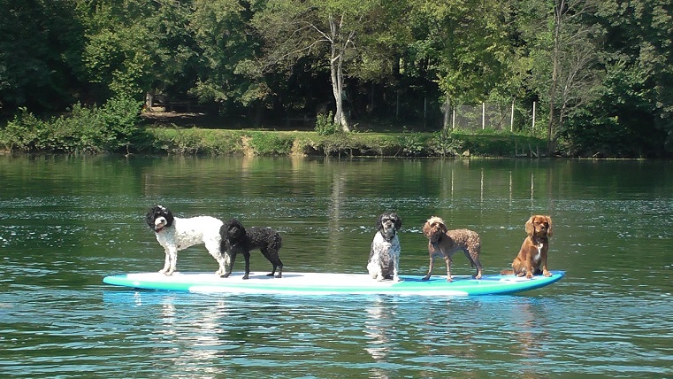 Five dogs on an SUP