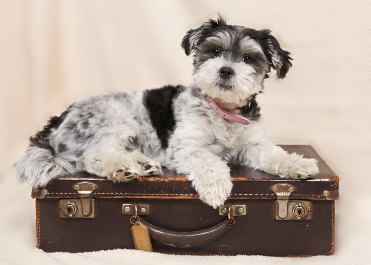 Cute dog lying on a suitcase