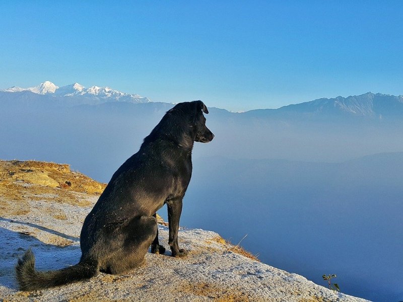 Ten Tips for Travelling with&nbsp;Dogs