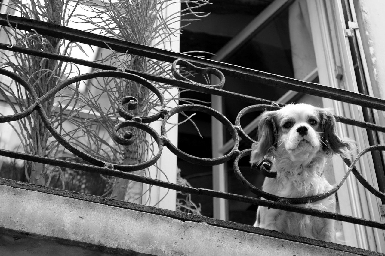 Black and white image of cavalier king charles spaniel looking through wrought iron balcony railings