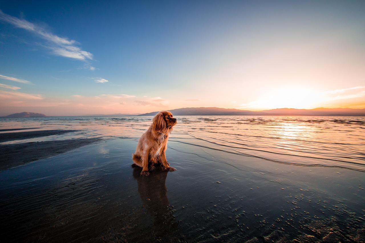 Cavalier king charles sitting on a deserted sunset beach to illustrate the hazard of leishmania