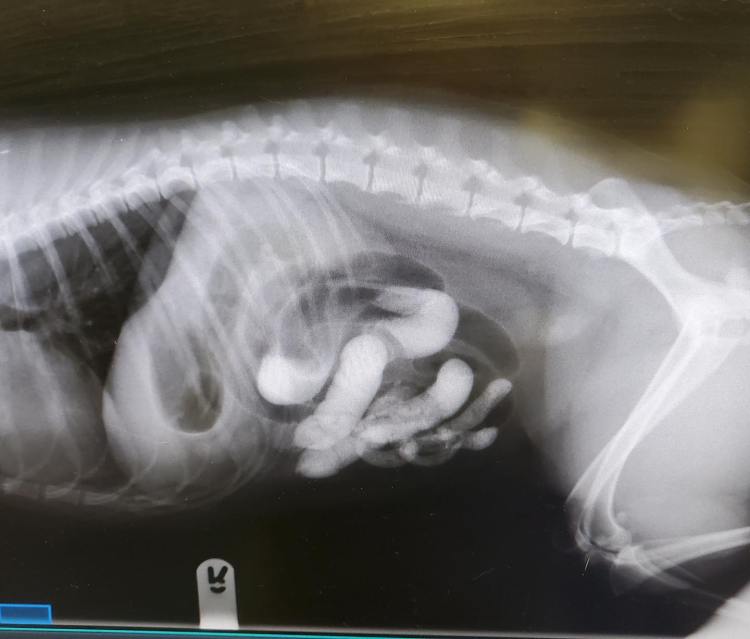 x ray image of sand compacted in a dog's intestine after playing on the beach