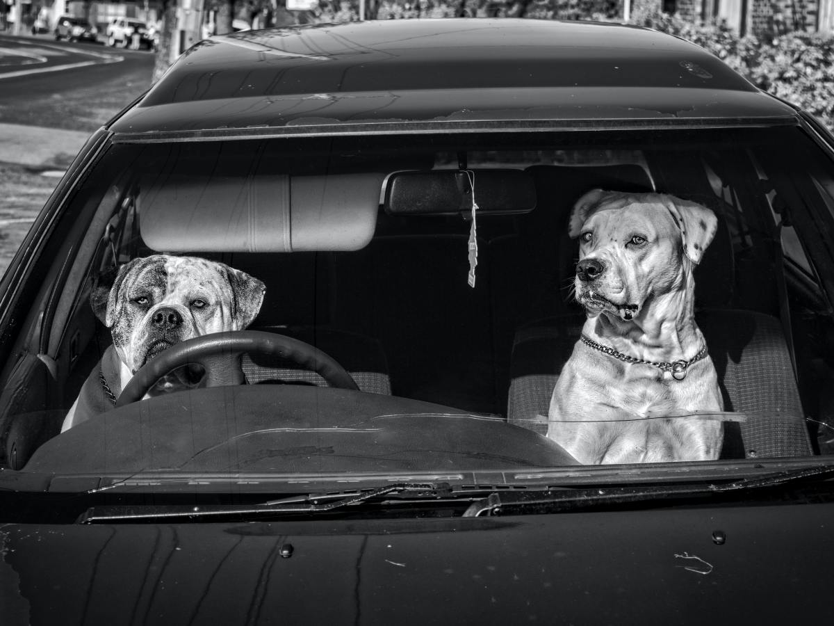 What Happens When Your Pet is Too Hot or Too&nbsp;Cold