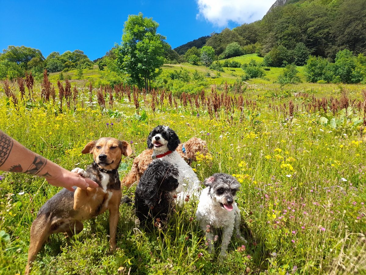 Biogradska Gora National Park,&nbsp;Montenegro