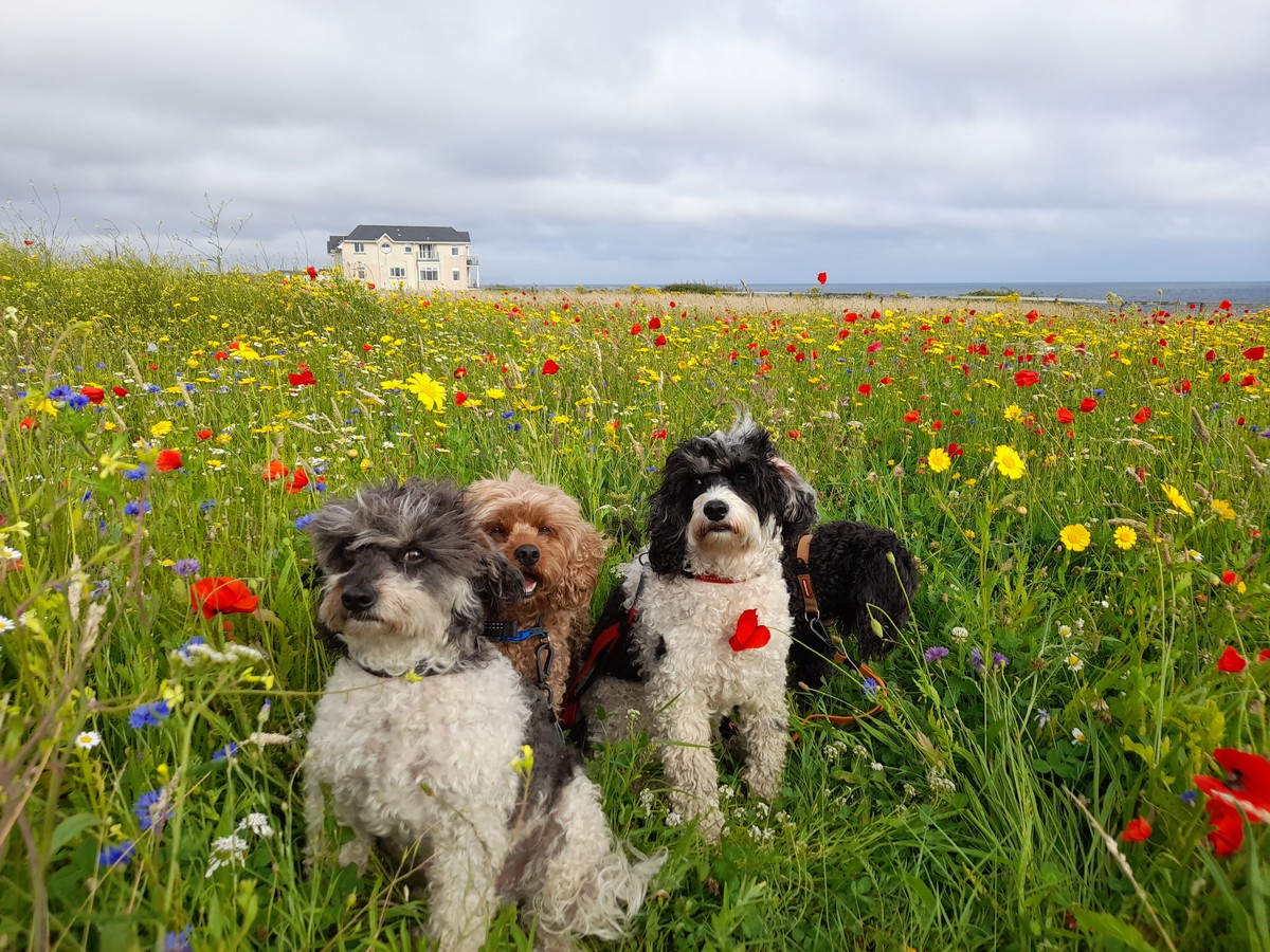 A photo of four small fluffy Cavapoo dogs in a meadow of wild flowers