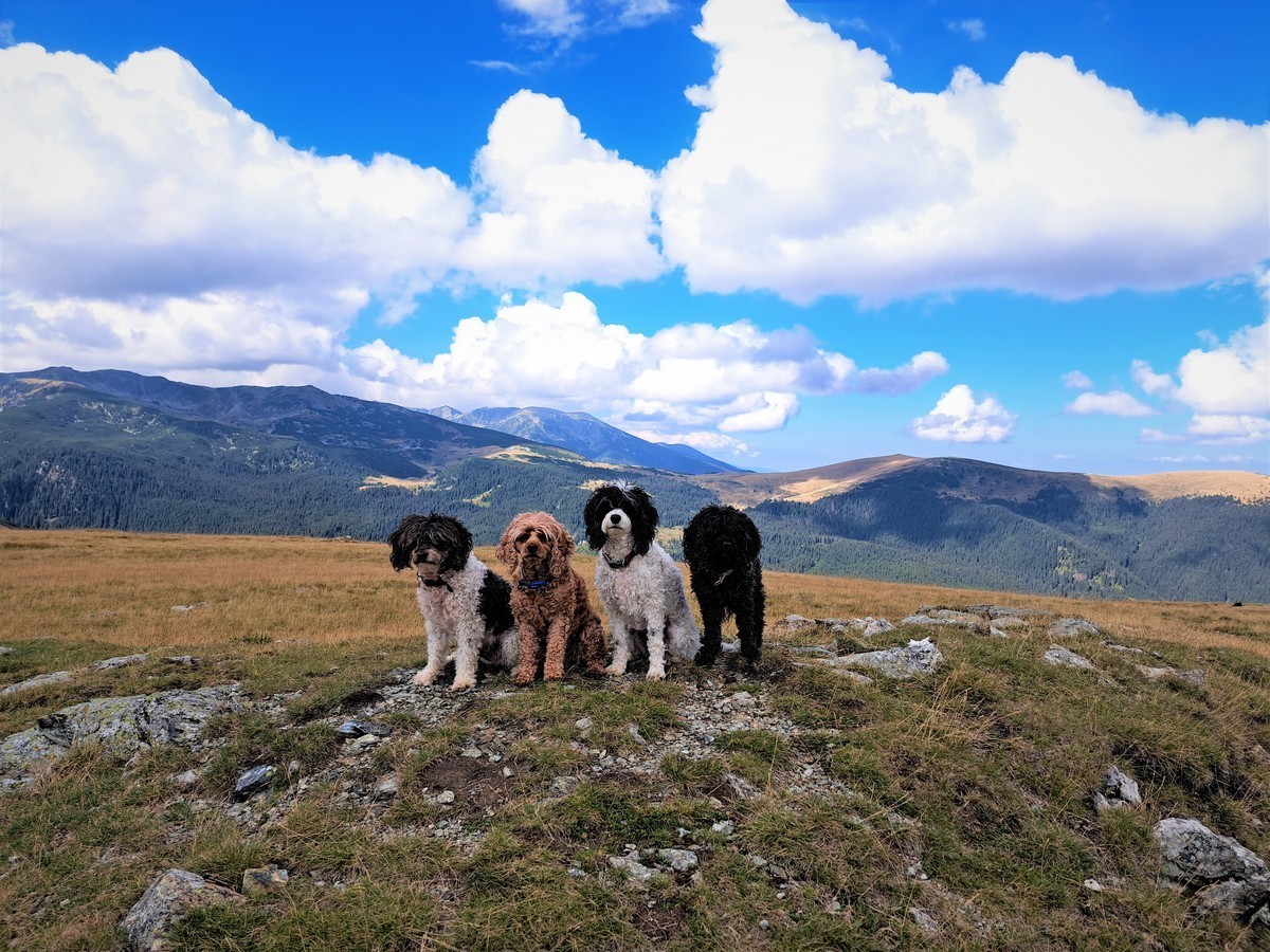 Superstar Pets – Christmas&nbsp;2023