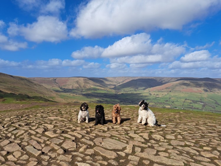 Traveller and writer Jacqueline Lambert's four Cavapoo dogs, The Fab Four, on top of Mam Tor in The Peak District, UK