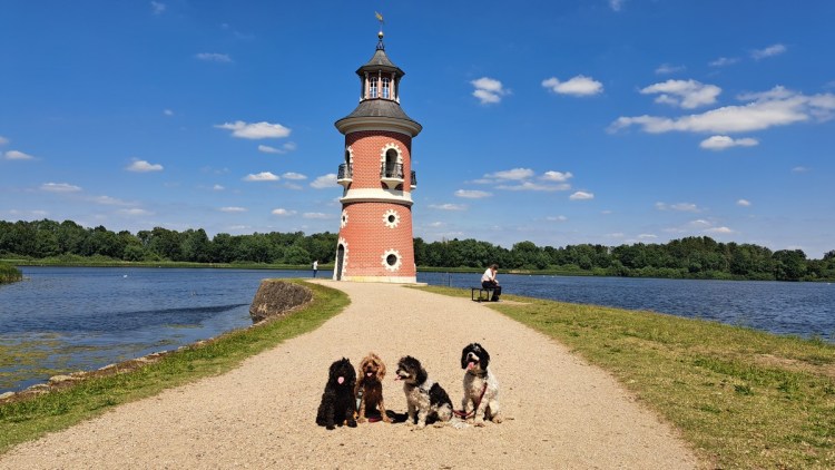 Four cuddly cavapoo dogs sitting in front of a red brick lighthouse