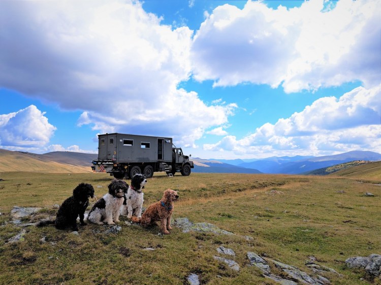 Four cuddly cavapoo dogs sitting in a wilderness in front of a Volvo N10 overland expedition truck