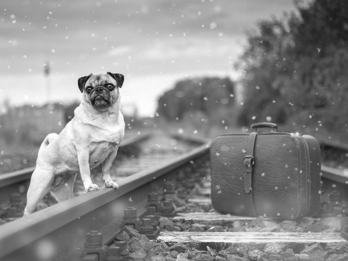 Reintroduction of UK Pet Passports: A Gateway to Freedom for British&nbsp;Pets