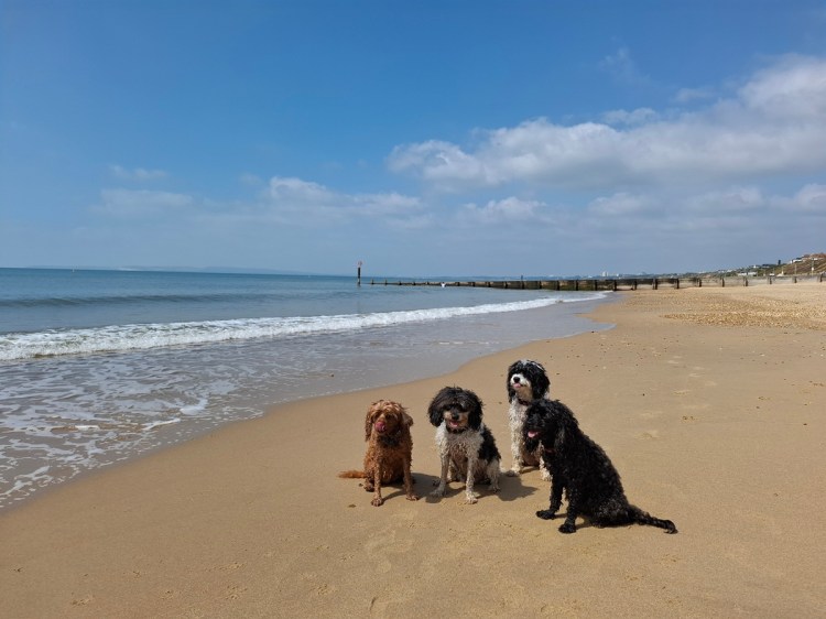 Four dogs sitting on a sunlit beach with blue sky and golden sand