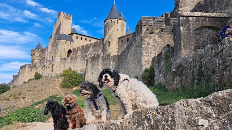 Author Jacqueline Lambert's Fab Four Cavapoo dogs sitting on a wall in front of the medieval fortified city of Carcassonne in France