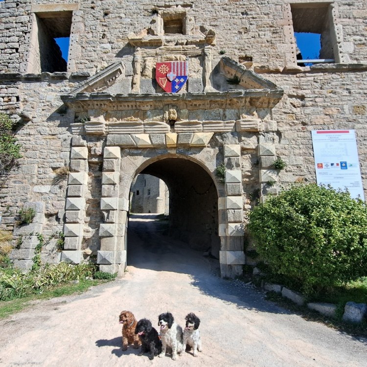 The Fab Four, Jacqueline Lambert's four cavapoo dogs, posing outside the castle entrance at Sévérac-le-Château 
