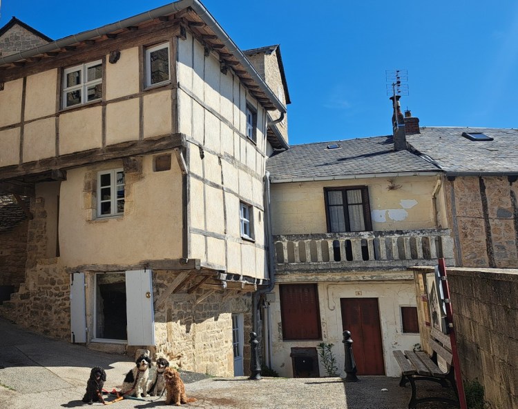 The Fab Four, author Jacqueline Lambert's four cavapoo dogs, posing outside Maison de Jeanne in Sévérac-le-Château 