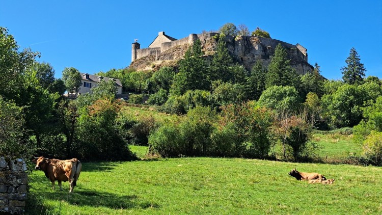 Aubrac cows in a field beneath the castle at Sévérac-le-Château 
