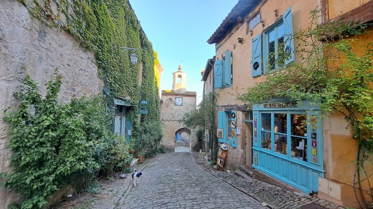 A black and white dog in a pretty cobbled street in Cordes-sur-Ciel, with an ivy covered house to the left, an ornate clock tower ahead, and pretty blue windows and shutters to the left