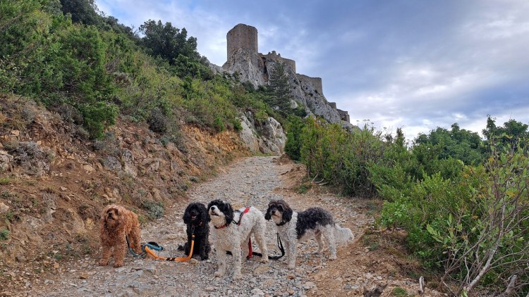 The Fab Four, Jacqueline Lambert's cavapoo dogs posing in front of Chateau de Queribus, a Cathar Castle in the Languedoc