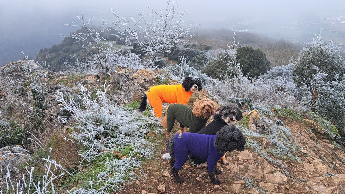 Jacqueline Lambert's dogs, The Fab Four, wearing bright fleec coats, in a wintry landscape