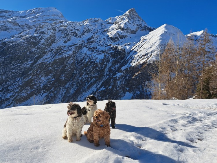 Jacqueline Lambert's four pups on piste - in front of the Rothorn mountain in snowy Monte Rosa