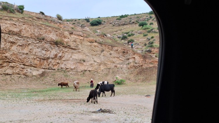 Book launch day. View through The Beast's window of a quarry with a few cows being tended by a Moroccan lady