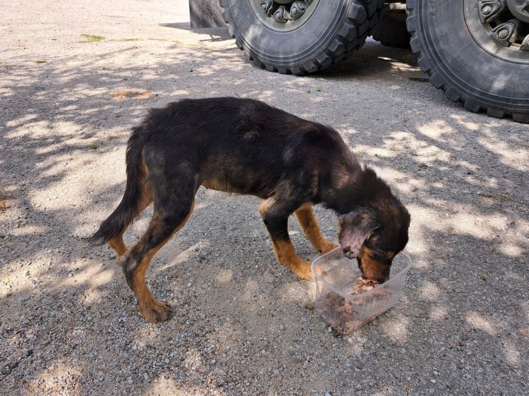 A very mangy stray dog eating. Iskra, the stray dog we picked up in Bulgaria
