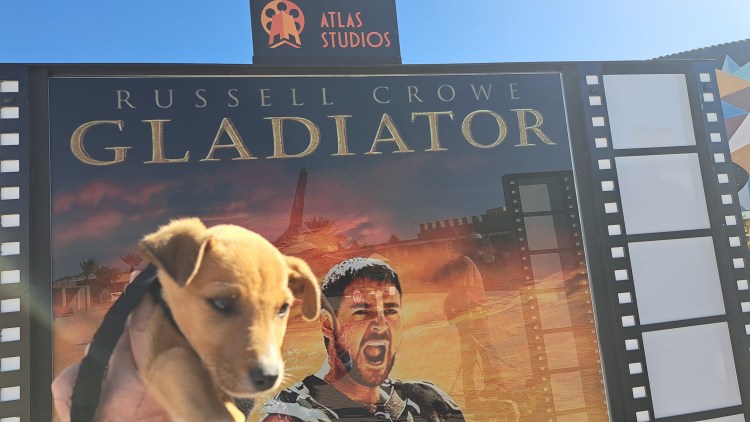 The head of a golden puppy in front of the movie poster for the film Gladiator at the Atlas Film Studios in Morocco