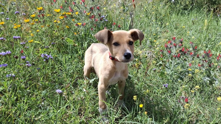Max the sand coloured puppy in a field of flowers
