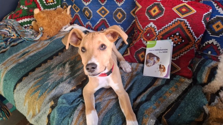 The sandy coloured Moroccan puppy Max with his passport & papers for Europe
